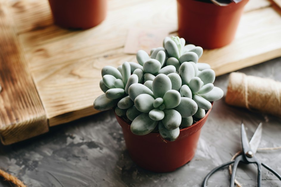 Enhancing User Experience with Plugins